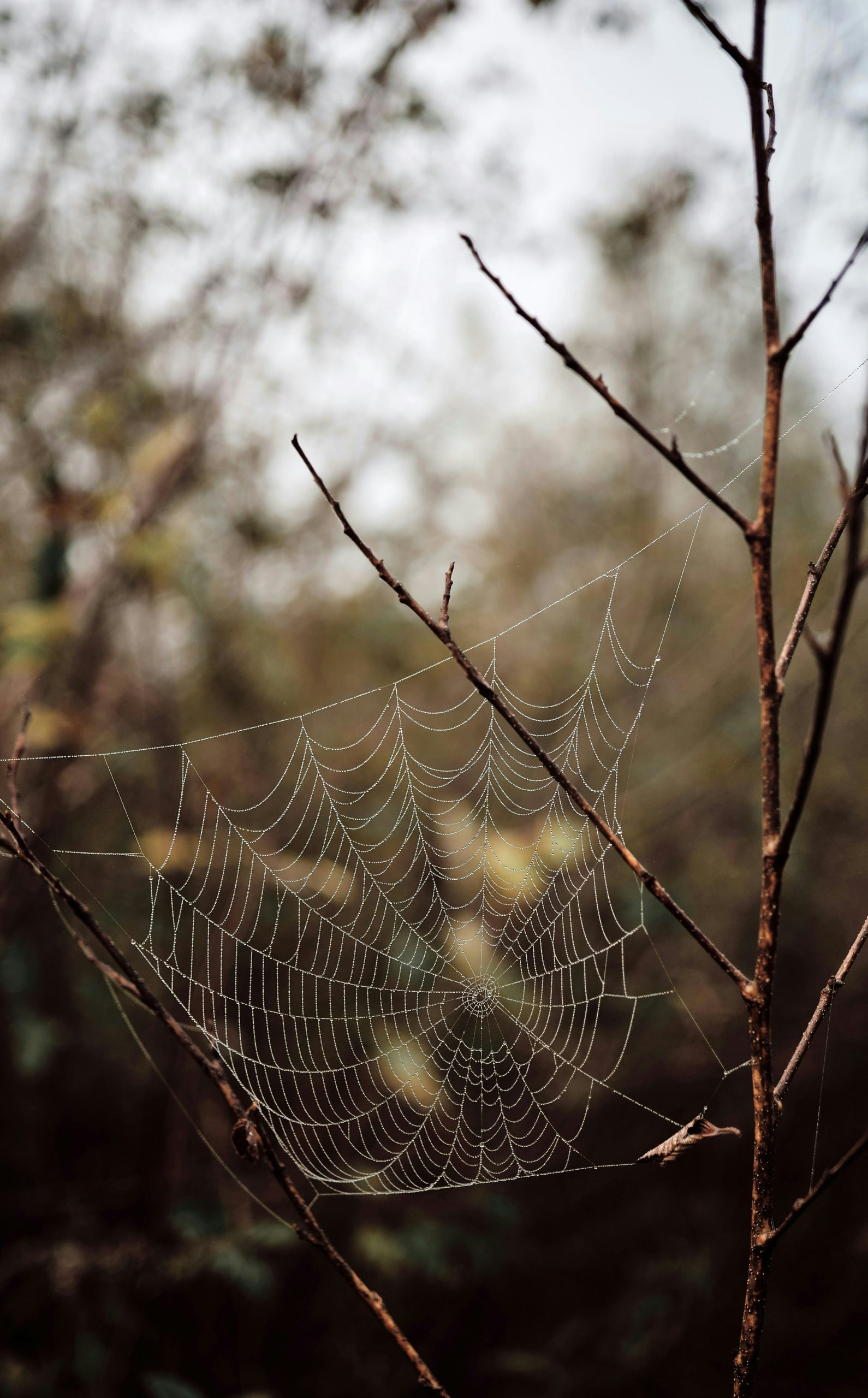 Dew-covered spiderweb between bare autumn branches